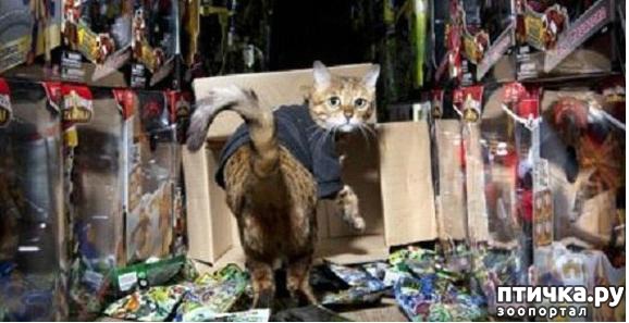 ���� 1: ���������� ����