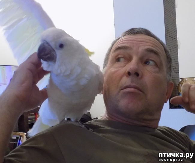 фото 13: Свободу попугаю!