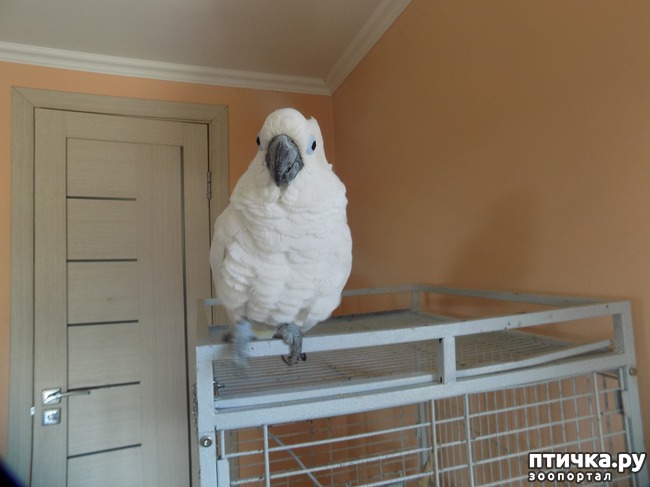фото 19: Свободу попугаю!