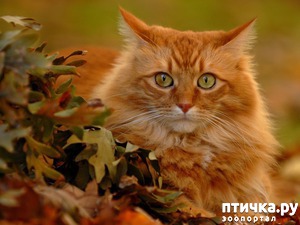 ����: ������ ����, �� �������� �����