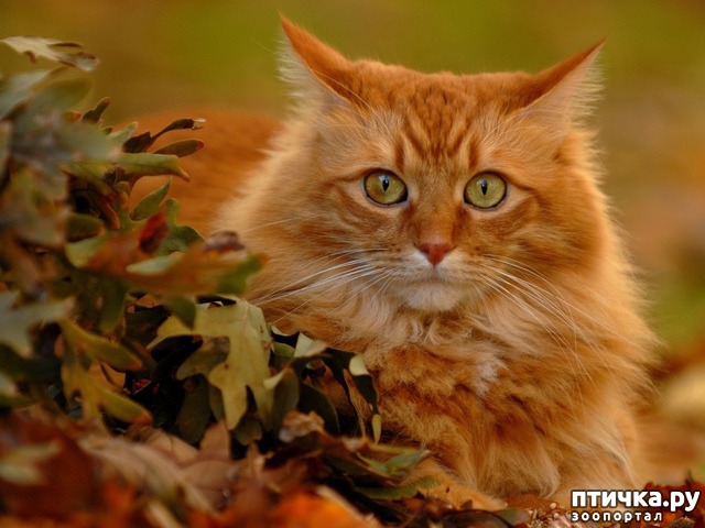 ���� 1: ������ ����, �� �������� �����