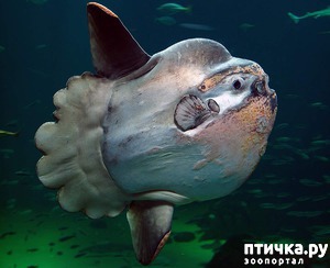 ����: ����-��� � ������