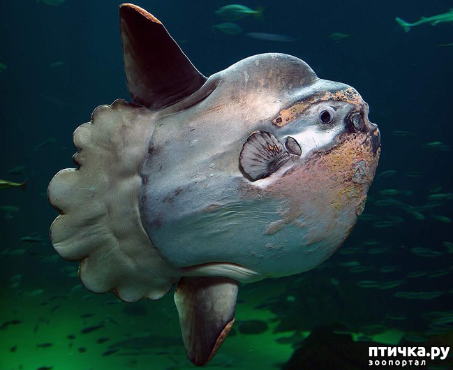 ���� 1: ����-��� � ������