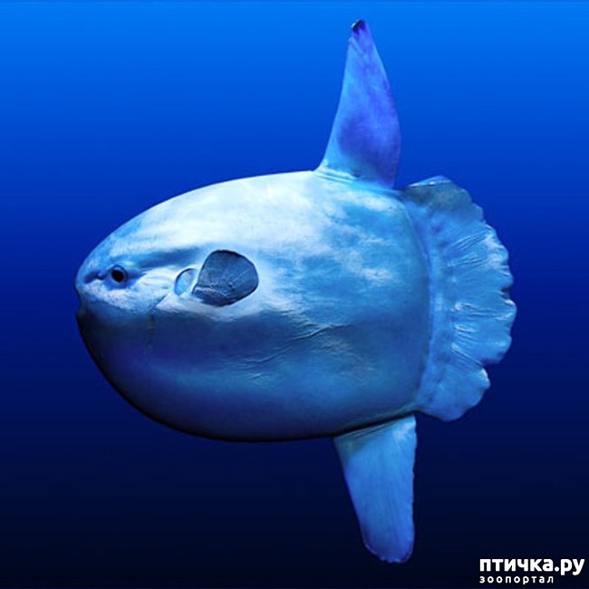 ���� 3: ����-��� � ������