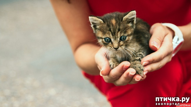 ���� 3: ������ ��������