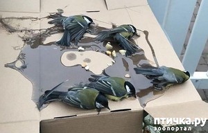 ����: ������� ������� � ������� ��� ����