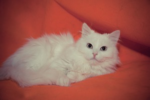 фотография: А понял ли кот, что он потерял?) фото: А понял ли кот, что он потерял?)