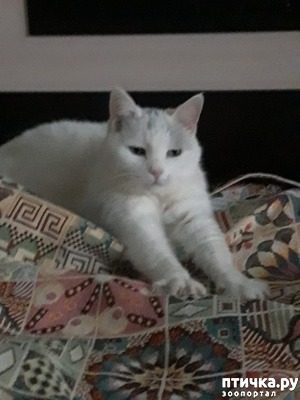 фотография: Про кошачьи болезни (проблемы с пищеварением) и некоторые человечьи фото: Про кошачьи болезни (проблемы с пищеварением) и некоторые человечьи