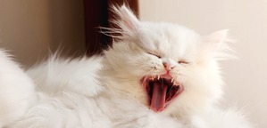 фотография: Смена зубов у котят фото: Смена зубов у котят