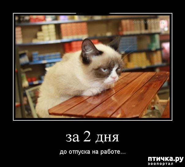 ���� 8: �����������: ������-������, ������� �� ������...