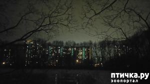 ����: ���������-����.