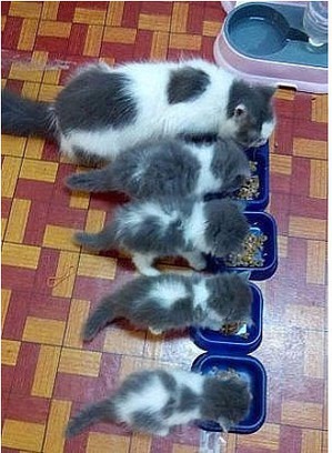 ����: ������� � ����������� ����