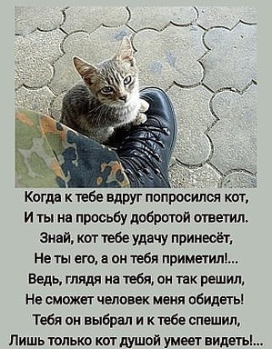 фотография: Встреча с котом фото: Встреча с котом