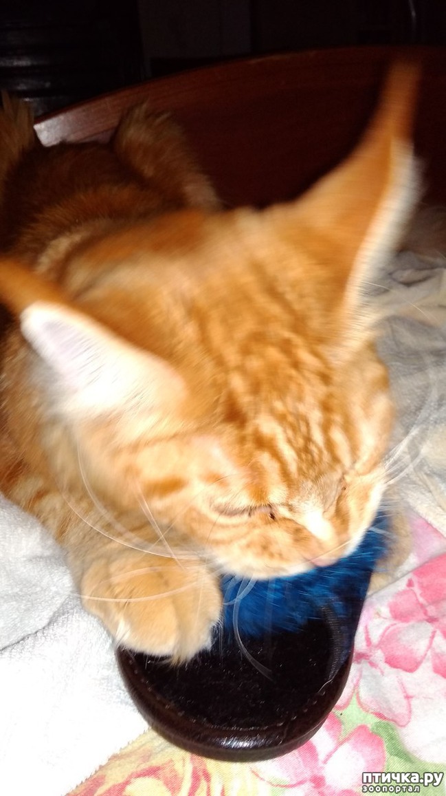 ���� 1: ����� ��� �������)