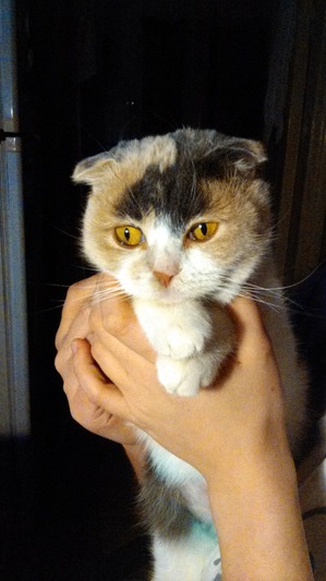 фотография: Беда нечаянно нагряет... Но кончилось всё хорошо))) фото: Беда нечаянно нагряет... Но кончилось всё хорошо)))