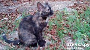 ����: ������� ����