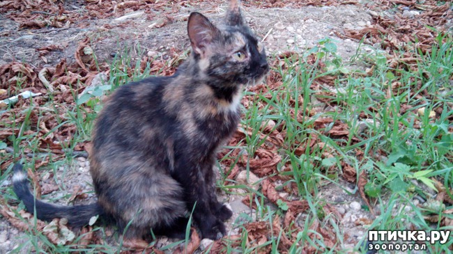 ���� 1: ������� ����