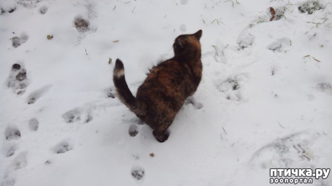 ���� 4: ������� ����