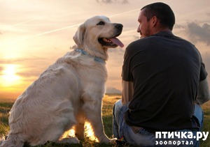 фотография: Как собаки выражают свою любовь фото: Как собаки выражают свою любовь