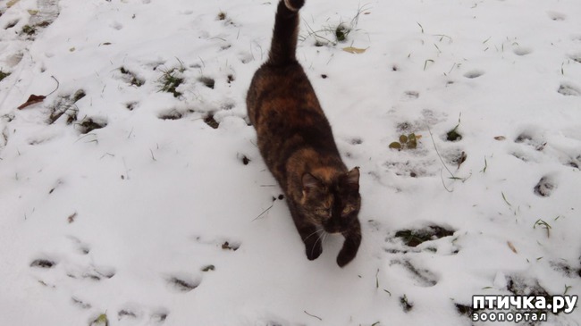 ���� 9: ������� ����