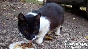 фотография: Выбираем имя кошке фото: Выбираем имя кошке