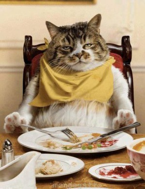 фотография: Питание кошек: натуральное, смешанное и готовые корма фото: Питание кошек: натуральное, смешанное и готовые корма