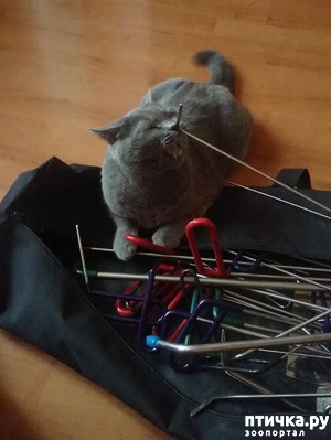 фотография: Вариации на тему "Черт из табакерки" фото: Вариации на тему "Черт из табакерки"