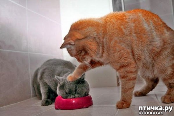 фото 2: Питание кошек: натуральное, смешанное и готовые корма