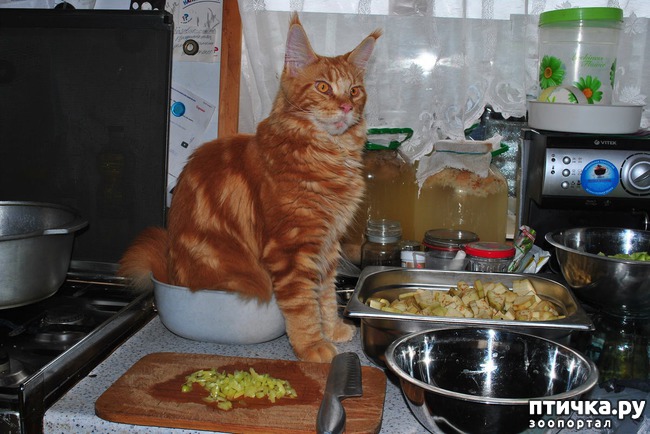 ���� 6: ��� �������)