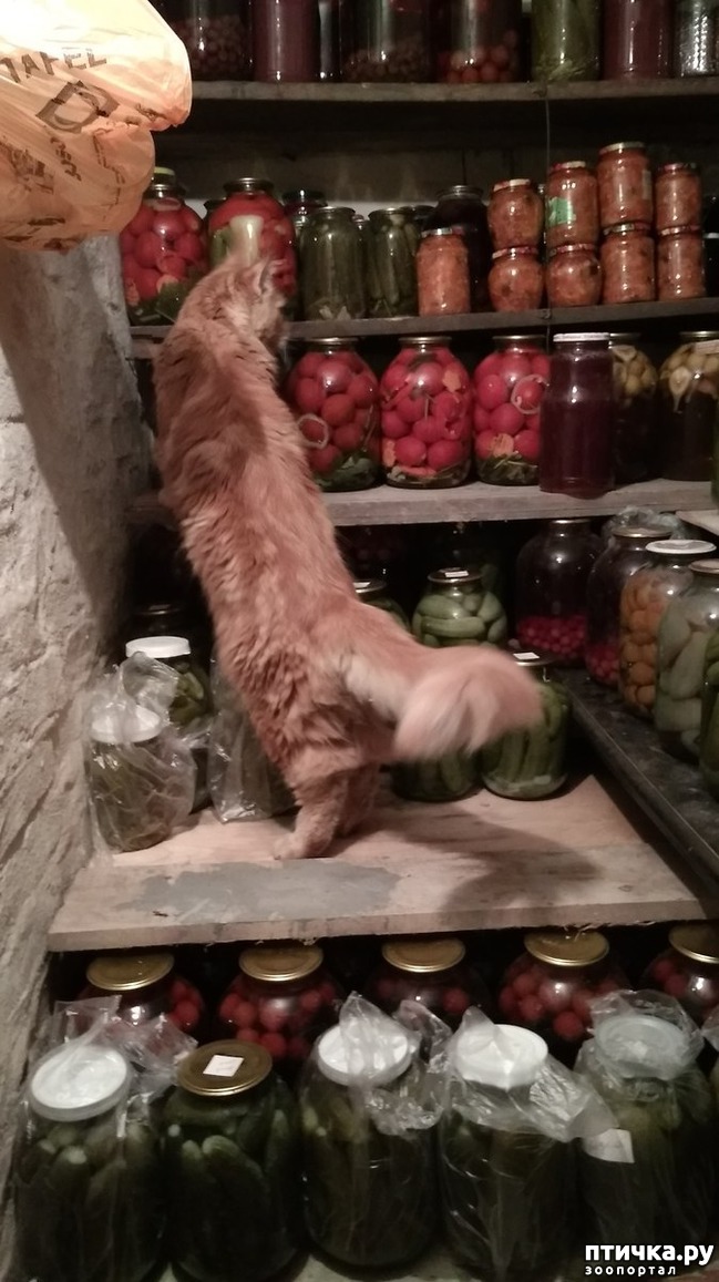 ���� 7: ��� �������)