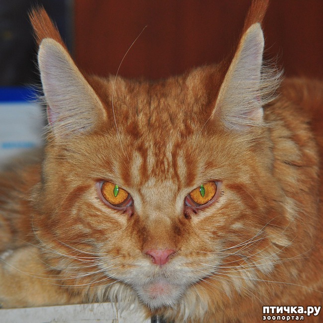 ���� 11: ��� �������)