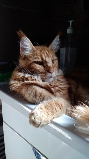 ����: ��� �������)