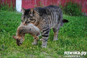 ����: ��������� ���