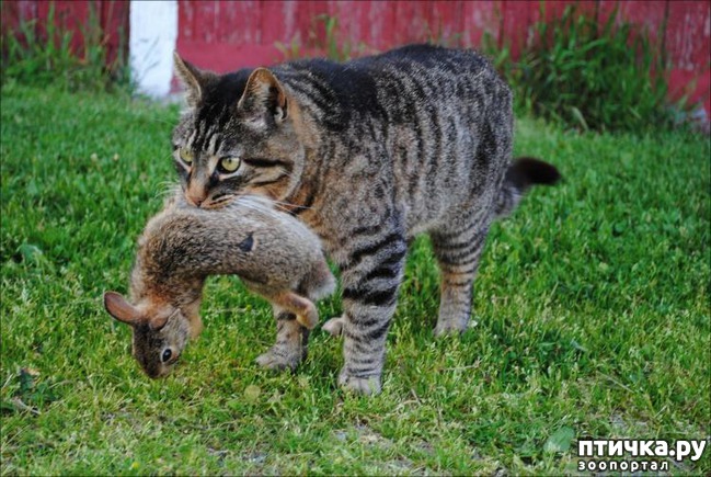 ���� 1: ��������� ���