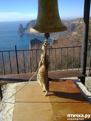 ����: �������