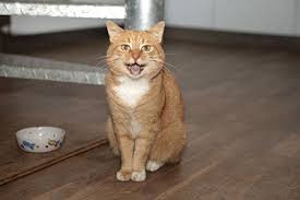 ����: ����� �����