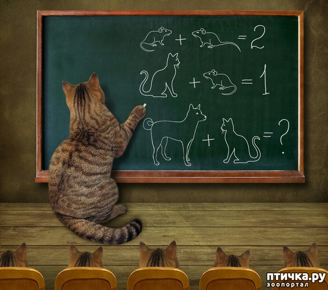 ���� 3: �����������: � ���� �������!!!