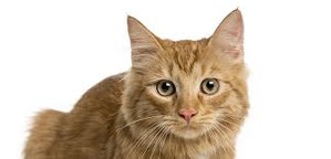 ����: ����� ��� ����� �� ��������