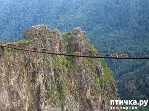 ����: ������ ������