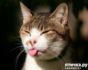 ����: ���������� ����� ��������