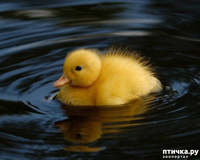 ���� 11: ���������� ����� ��������