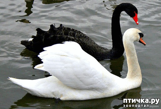 ���� 9: ���������� ����� ��������