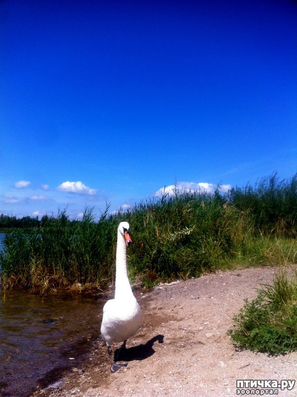 ���� 4: ������ �� ������� �����.