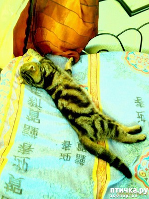 ����: ��� ���� ��������-2.