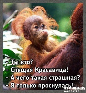 ����: ������ ���������