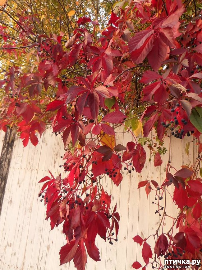 ���� 11: �� ��������� ���������� ����������.)))