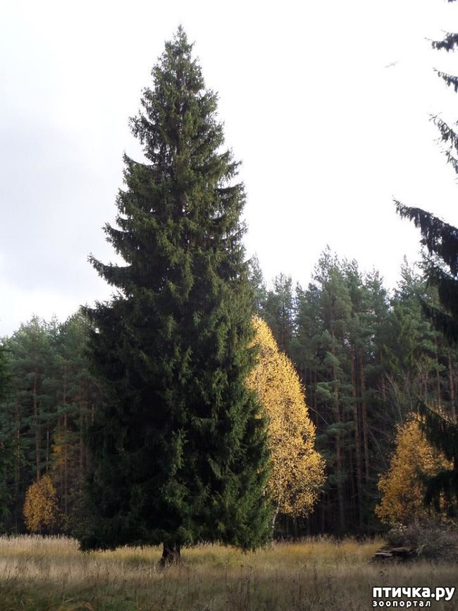 ���� 17: �� ��������� ���������� ����������.)))