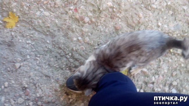 фотография 4: Кот по имени Сережа фото 4: Кот по имени Сережа