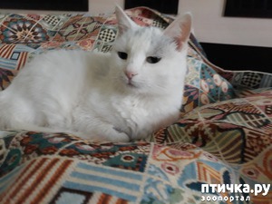 ����: ��� �����������))