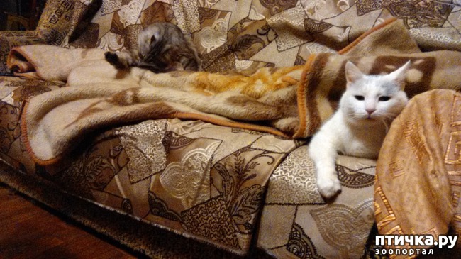 ���� 4: ��� �����������))